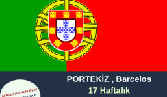 Portekiz 17 Haftalık Gönüllülük Projesi